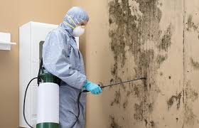 Reliable Marlboro, NY Mold Removal & Remediation Solutions